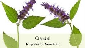  Presentation with peppermint - Slide set enhanced with fresh peppermint herb with flowers isolated on white background background and a blonde colored foreground