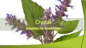  Presentation with peppermint - Audience pleasing presentation design consisting of fresh peppermint herb with flowers isolated on white background backdrop and a tawny brown colored foreground