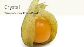  Presentation with background - PPT theme consisting of fresh-physalis-on-white-background background and a blonde colored foreground