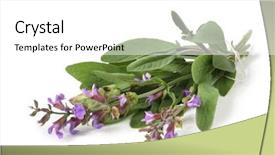  Presentation with sage - Amazing theme having fresh-picked bunch of flowering sage casting natural shadow on white backdrop and a white colored foreground