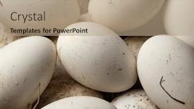  Presentation with frame - Presentation theme featuring fresh-picked-goose-eggs-full background and a coral colored foreground
