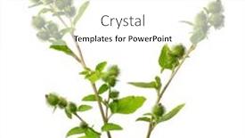  Presentation with background - Theme with fresh-picked-lesser-burdock background and a white colored foreground