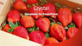  Presentation with strawberries - PPT layouts enhanced with fresh-picked-strawberries background and a crimson colored foreground