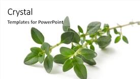  Presentation with thyme - Slide deck enhanced with fresh-picked thyme sprig isolated background and a white colored foreground