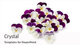  Presentation with white flowers - PPT layouts with fresh picked viola flowers isolated background and a white colored foreground
