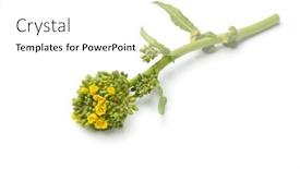  Presentation with white - Presentation featuring fresh-piece-of-broccolini-isolated background and a white colored foreground