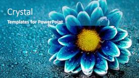  Presentation with fresh water - Theme consisting of fresh-pink-and-purple-flower background and a teal colored foreground