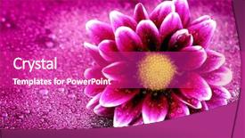  Presentation with fresh water - Presentation theme enhanced with fresh pink and purple flower background and a purple colored foreground