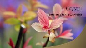  Presentation with purple flowers - Cool new PPT theme with fresh-pink-and-yellow-leaves backdrop and a coral colored foreground
