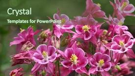  Presentation with pastel pink and gray - PPT theme consisting of granny's bonnet star columbine background and a  colored foreground