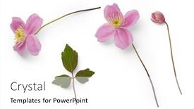  Presentation with clematis - PPT theme with fresh-pink-clematis-flowers-bud background and a white colored foreground