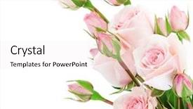  Presentation with pink rose - Amazing presentation design having fresh pink roses border isolated backdrop and a sky blue colored foreground