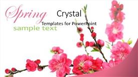  Presentation with spring tree - Colorful theme enhanced with fresh pink spring cherry tree backdrop and a white colored foreground