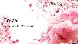 Presentation with spring tree - Presentation enhanced with fresh pink spring magnolia tree blossoms on white background shallow dof background and a white colored foreground