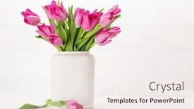  Presentation with tulip - PPT theme having fresh-pink-tulip-flowers-bouquet background and a sky blue colored foreground
