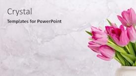  Presentation with tulip - PPT theme with fresh-pink-tulip-flowers-bouquet background and a white colored foreground