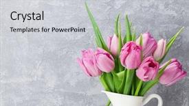  Presentation with blooming lotus flower of pink - Presentation theme enhanced with fresh pink tulip flowers bouquet background and a light gray colored foreground