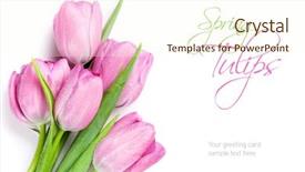  Presentation with pink flowers - Theme featuring fresh pink tulip flowers bouquet background and a cream colored foreground