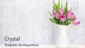  Presentation with tulip - Theme having fresh pink tulip flowers bouquet background and a white colored foreground