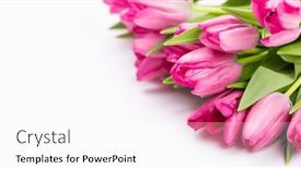  Presentation with tulip - Presentation having fresh-pink-tulip-flowers-isolated background and a pink colored foreground