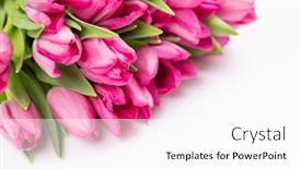  Presentation with tulip - Slides featuring fresh-pink-tulip-flowers-isolated background and a white colored foreground