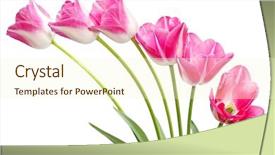 Presentation with pink flowers - Slides having fresh pink tulip flowers isolated background and a cream colored foreground