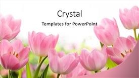  Presentation with pink flowers - Cool new PPT theme with fresh pink tulip flowers backdrop and a white colored foreground