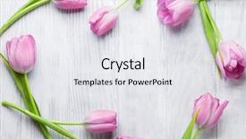  Presentation with tulip - Audience pleasing theme consisting of fresh pink tulip flowers backdrop and a white colored foreground