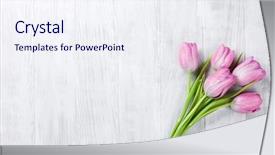  Presentation with tulip - Cool new theme with fresh pink tulip flowers backdrop and a sky blue colored foreground