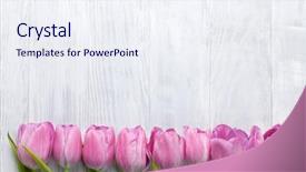  Presentation with tulip - Audience pleasing slides consisting of fresh pink tulip flowers backdrop and a sky blue colored foreground