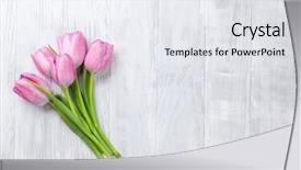  Presentation with tulip drops - Amazing theme having fresh pink tulip flowers backdrop and a white colored foreground