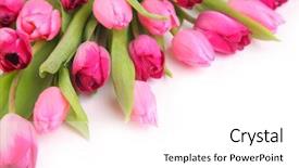  Presentation with pink and white - Amazing PPT theme having fresh pink tulips on white backdrop and a white colored foreground