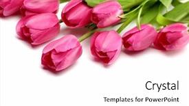  Presentation with pink white - Colorful theme enhanced with fresh pink tulips on white backdrop and a white colored foreground