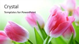  Presentation with pink green - Slides consisting of pharmaceutical factory woman worker operating background and a gray colored foreground