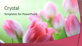  Presentation with tulip - Theme featuring fresh pink tulips background and a cream colored foreground