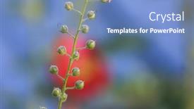  Presentation with plant - Theme consisting of fresh-plant-buds-against-colorful background and a teal colored foreground