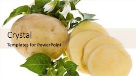  Presentation with potato - Presentation theme with fresh potato tubers isolated background and a yellow colored foreground