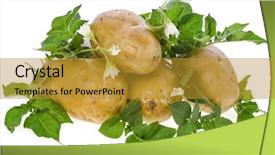  Presentation with potato - Theme with fresh potato tubers background and a gold colored foreground