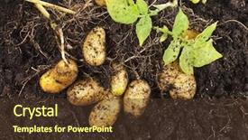  Presentation with vegetable farm - Slide deck with fresh potato vegetable with tubers background and a tawny brown colored foreground