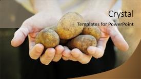  Presentation with hand world hands of jesus - PPT layouts featuring fresh potatoes held in hands background and a soft green colored foreground