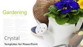  Presentation with garden tools - Amazing slides having fresh primulas and garden tools over white with easy removable sample text backdrop and a white colored foreground