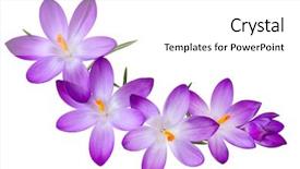  Presentation with purple crocus - Slides featuring fresh purple crocus flowers background and a white colored foreground