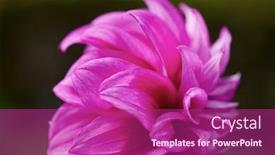  Presentation with purple flowers - Slide set featuring fresh-purple-dhalia-flowers-closeup background and a violet colored foreground