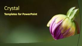  Presentation with purple flowers - Colorful slide set enhanced with fresh-purple-dhalia-flowers-closeup backdrop and a wine colored foreground