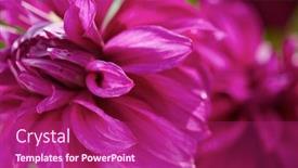  Presentation with purple flowers - Cool new presentation design with fresh-purple-dhalia-flowers-closeup backdrop and a violet colored foreground