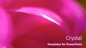  Presentation with purple flowers - Audience pleasing presentation theme consisting of fresh-purple-dhalia-flowers-closeup backdrop and a crimson colored foreground