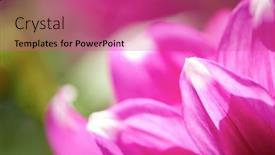  Presentation with purple flowers - Cool new slide set with fresh-purple-dhalia-flowers-closeup backdrop and a coral colored foreground