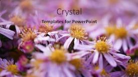  Presentation with purple flowers - PPT layouts with fresh-purple-dhalia-flowers-closeup background and a coral colored foreground