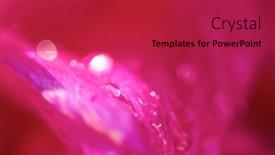  Presentation with purple flowers - Slide deck with fresh-purple-dhalia-flowers-closeup background and a crimson colored foreground