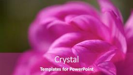  Presentation with purple flowers - Cool new PPT layouts with fresh-purple-dhalia-flowers-closeup backdrop and a purple colored foreground